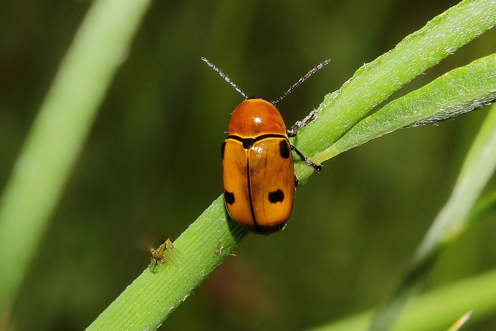 Cryptocephalus bimaculatus? S.